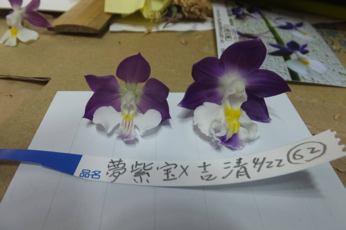 （20）吉清、X,豊後水道、４倍体の紫硬いひもちのする花狙い_画像9