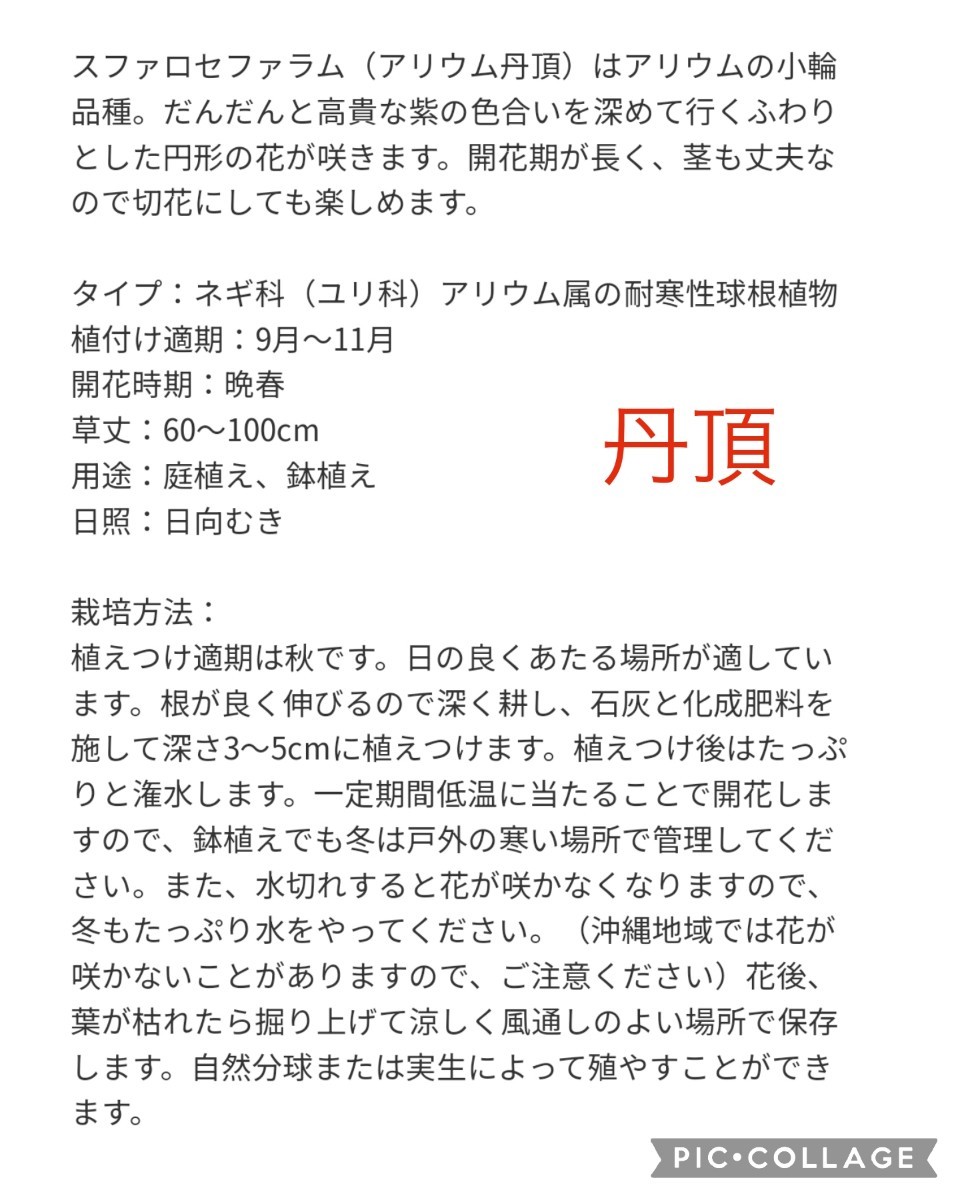 《一部発芽発根有り》【10球】アリウム『丹頂』　植えっぱなしOK　お安くどうぞ♪　送料73円〜_画像4