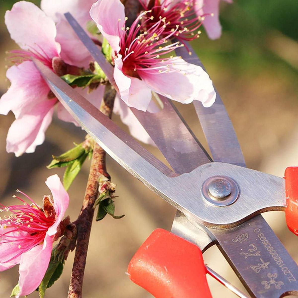 剪定鋏 耐久性 園芸用はさみ 果樹 庭木の剪定園芸用はさみ ステンレス刃