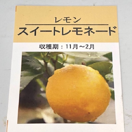 レモン スイートレモネード 樹高0.5m前後 15cmポット （25本セット）（送料無料） お手軽にベランダでも 苗 植木 苗木 庭_画像2