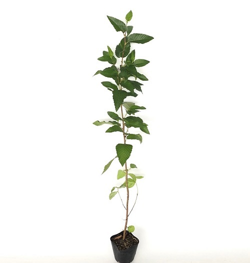 ヤシャブシ 樹高0.5m前後 10.5cmポット （20本セット）（送料無料） 苗 植木 苗木 庭