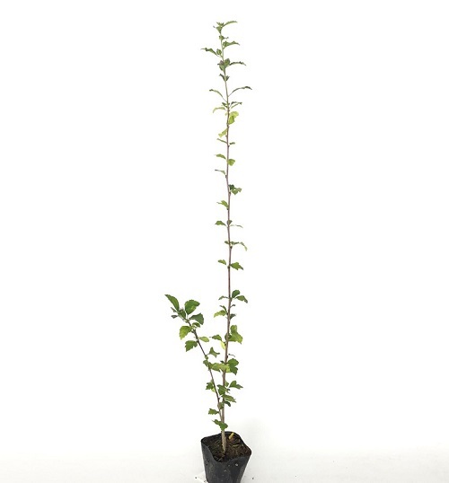 人気激安 10.5cmポット 樹高0.8m前後 ムクゲ （30本セット）（送料無料） 庭 苗木 植木 苗 植木、庭木