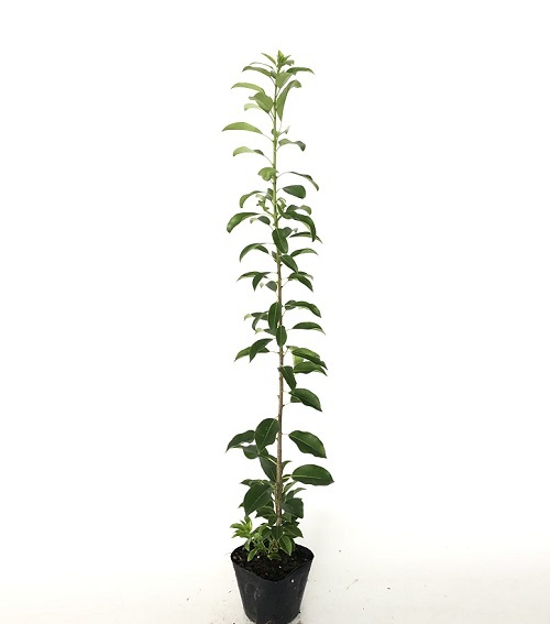  Ilexpedunnculosa height of tree 0.5m rom and rear (before and after) 10.5cm pot (200 pcs set )( free shipping ) female tree seedling plant sapling garden 