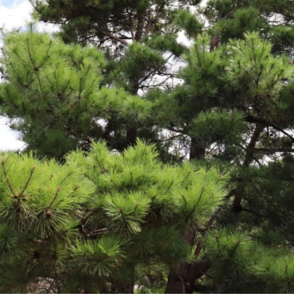 即購入可　即日発送　岡山県　黒松　枝付き松葉　生葉　無農薬　松の葉