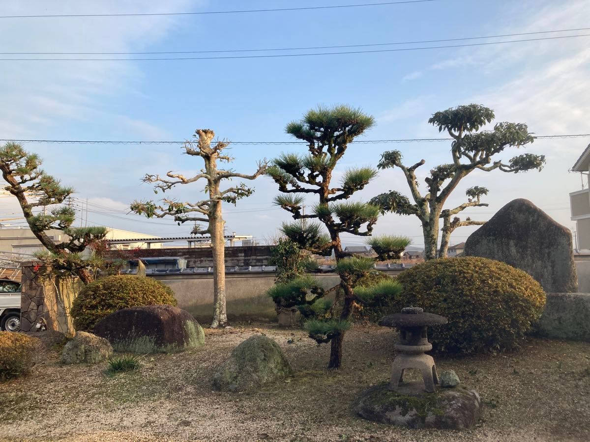 松の切り枝　即購入可　即日発送