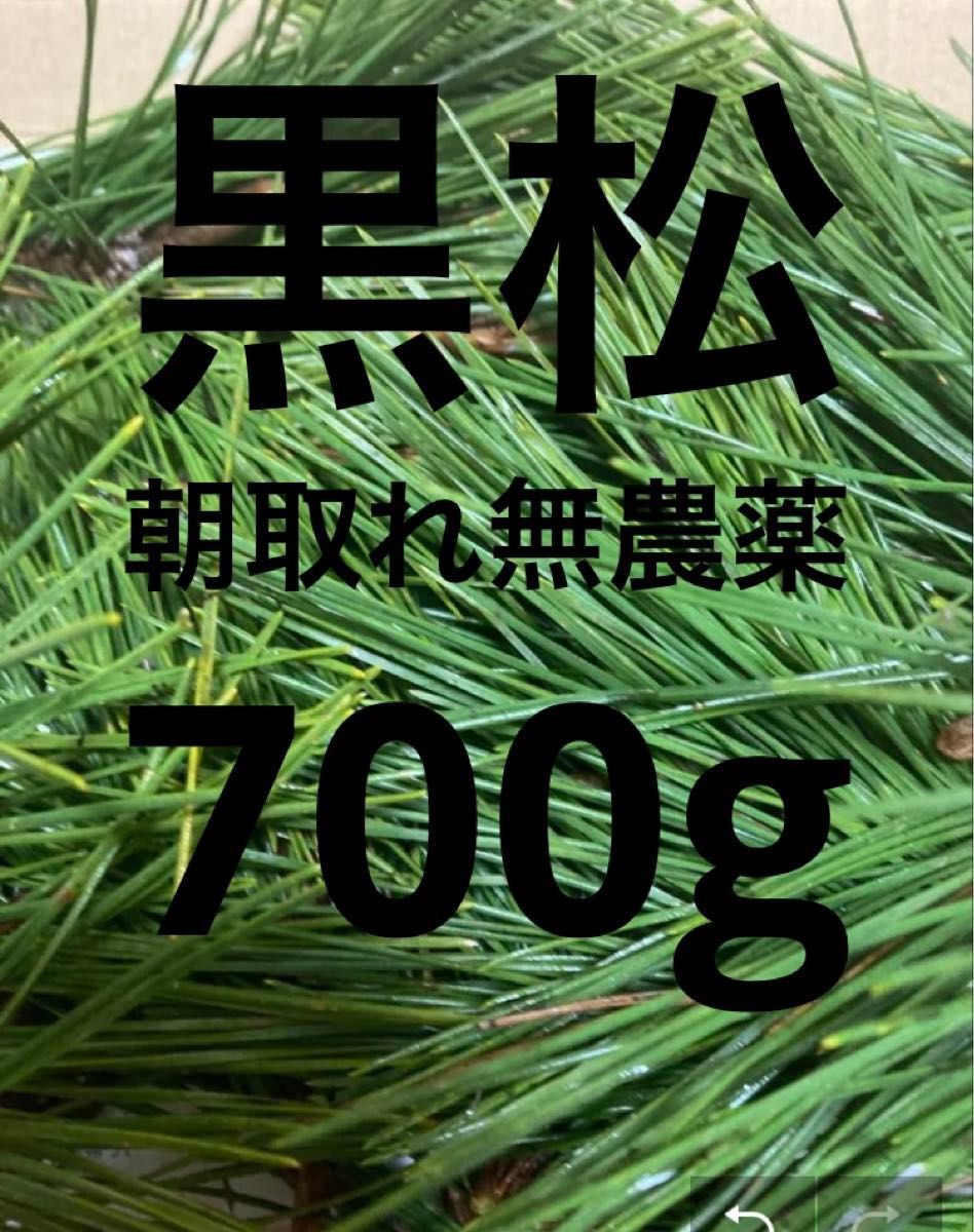 松の切り枝　即購入可　即日発送