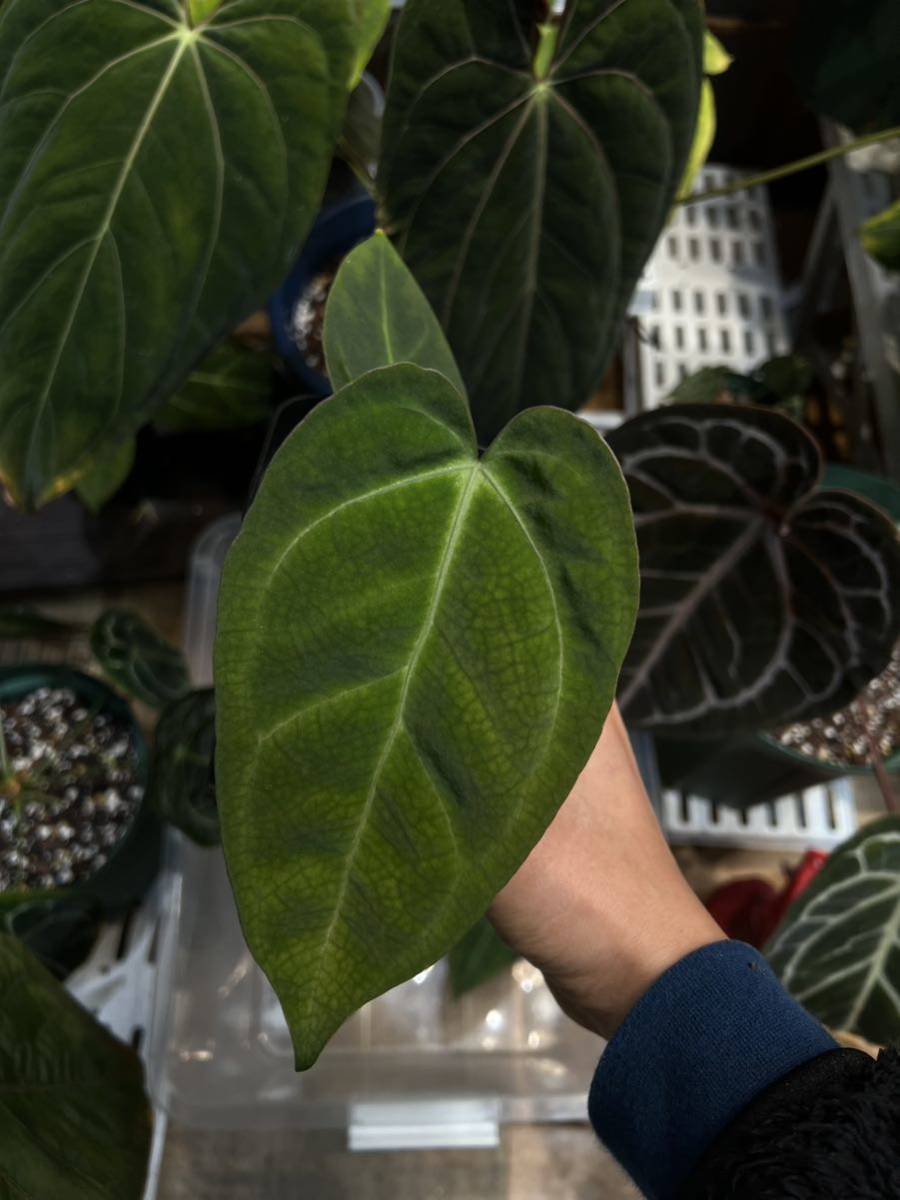Yahoo!オークション - Anthurium Blue Papililaminum self Yahoo!オークション - Anthurium Blue Papililaminum self
