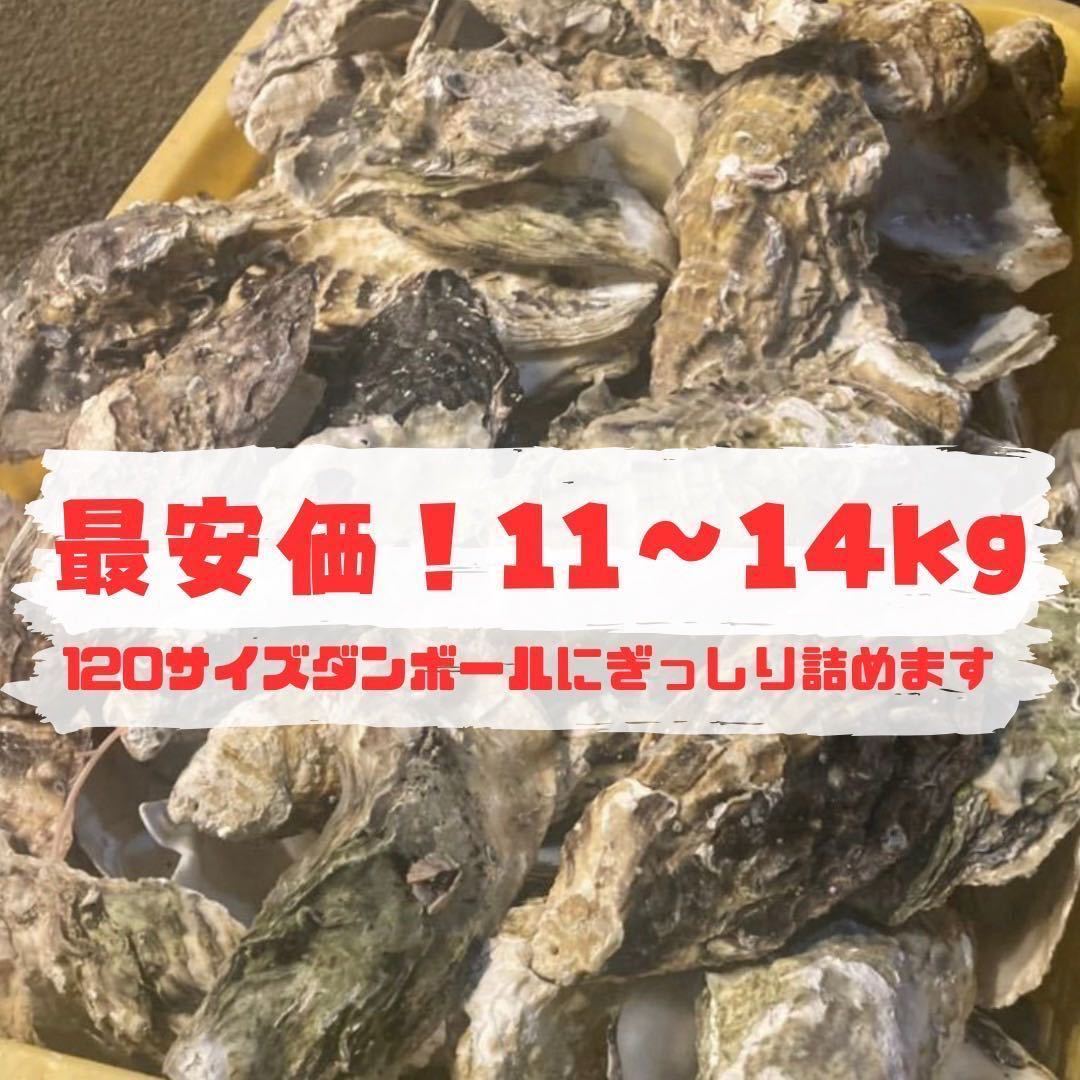 牡蠣殻　水質改善　ph調整　濾過材　ろ材　11～14kg 250〜300枚　最安価 送料込み　メダカ　鯉　錦鯉　熱帯魚　金魚_画像1