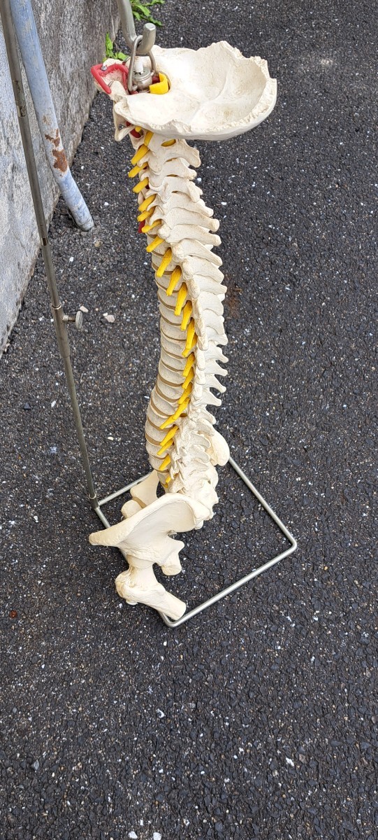 人体模型 骨格標本 ドイツ製 脊柱 背骨 骨盤 整体 整骨院 スタンド付 _画像3