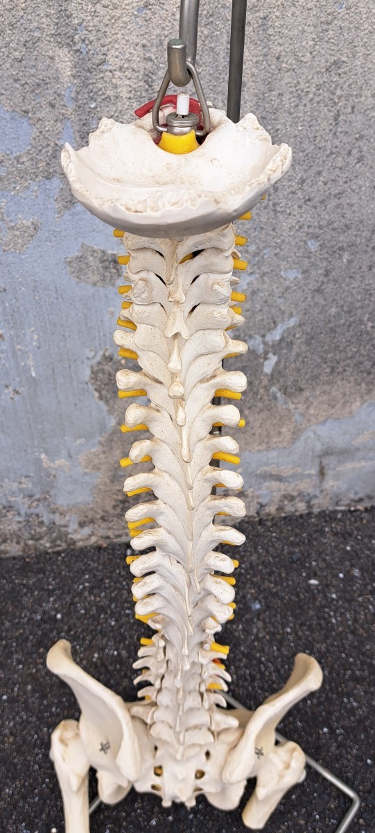 人体模型 骨格標本 ドイツ製 脊柱 背骨 骨盤 整体 整骨院 スタンド付 _画像4