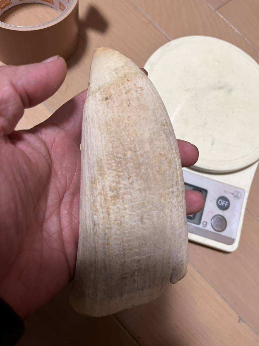 鯨歯 345g マッコウ鯨 抹香鯨 ウニコール 東洋彫刻 根付素材 原木 材料 7の画像3