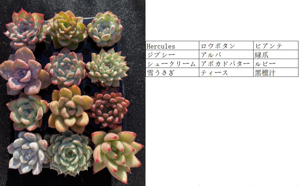 96株　12株セット*8箱 多肉植物 エケベリア ビアンテ ジプシー 黑檀汁 ティースなど12種セット_画像2