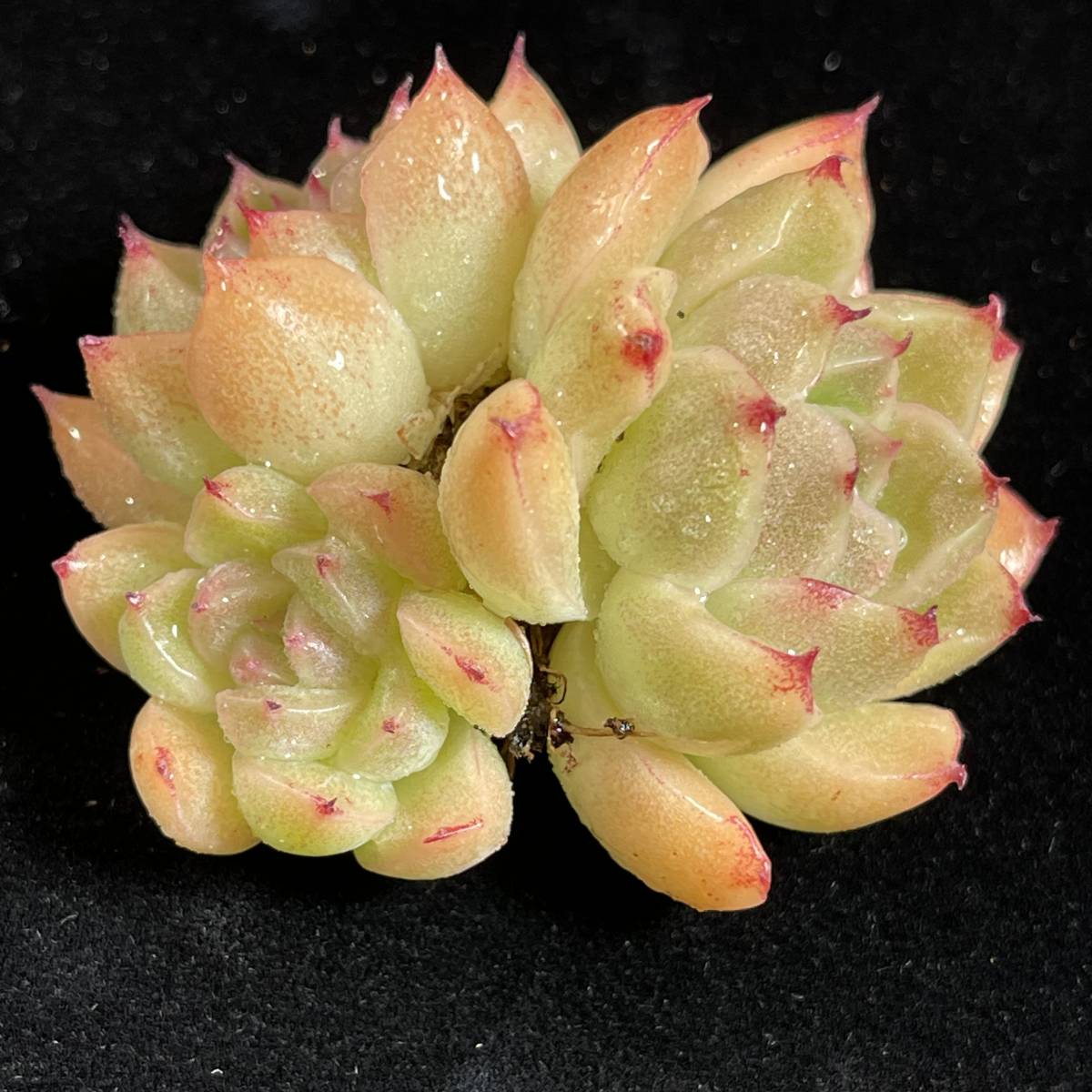 28株 G147-3 多肉植物 エケベリアアーモンド 超美苗 サボテン 28株 G147-3 多肉植物 エケベリアアーモンド 超美苗 サボテン