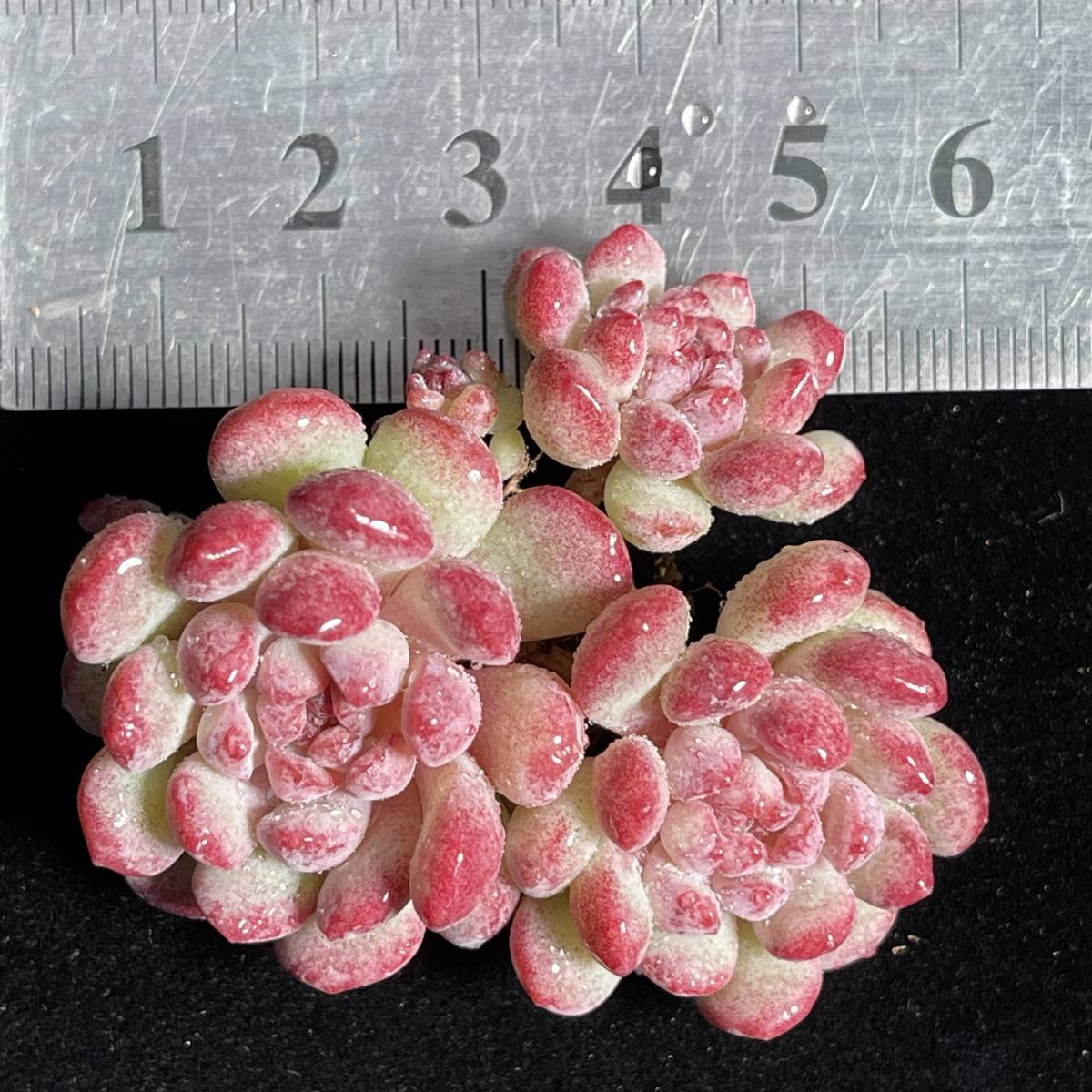 28株 H96-3多肉植物 エケベリア もえ豆 超美苗 サボテン 観葉植物 花 園芸 レア種 _画像3