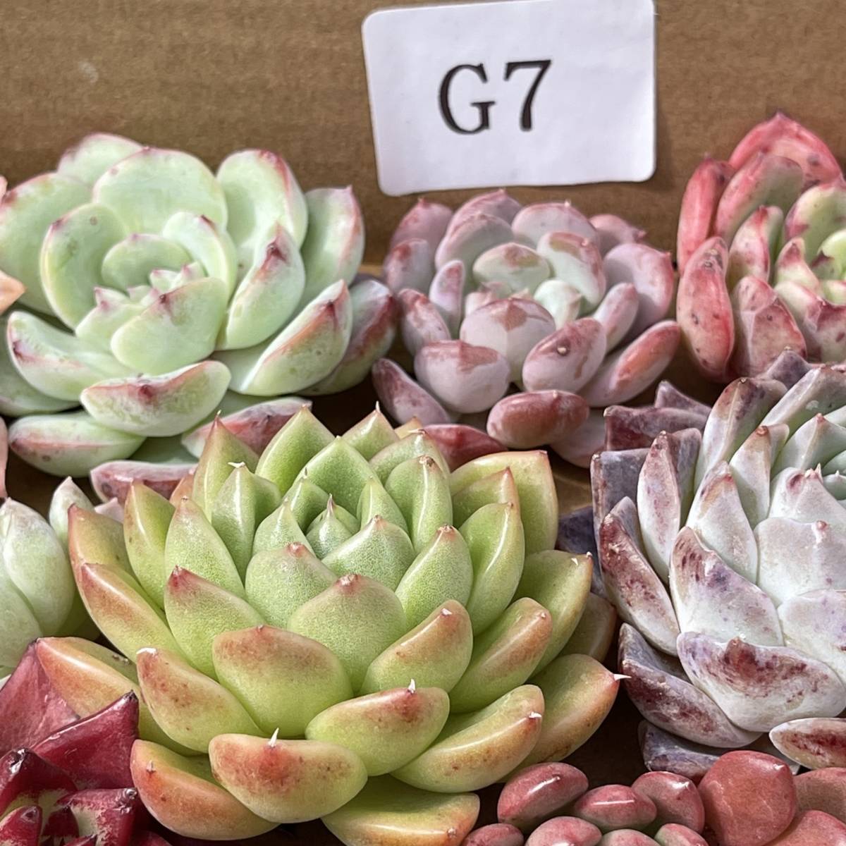 46株　G7+G8　多肉植物 エケベリア属　Echeveria DC 　ベンケイソウ科　交雑種類　超美苗 サボテン 観葉植物 花 園芸　レア種 46株セット_画像9