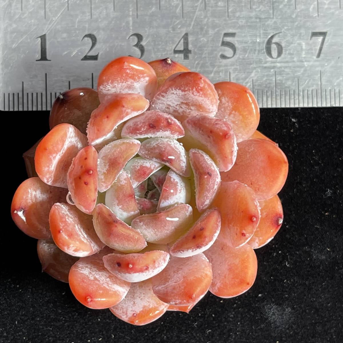 24株 H81-1多肉植物 エケベリア 新品種ピーチ 超美苗 サボテン 観葉植物 花 園芸　レア種 _画像3