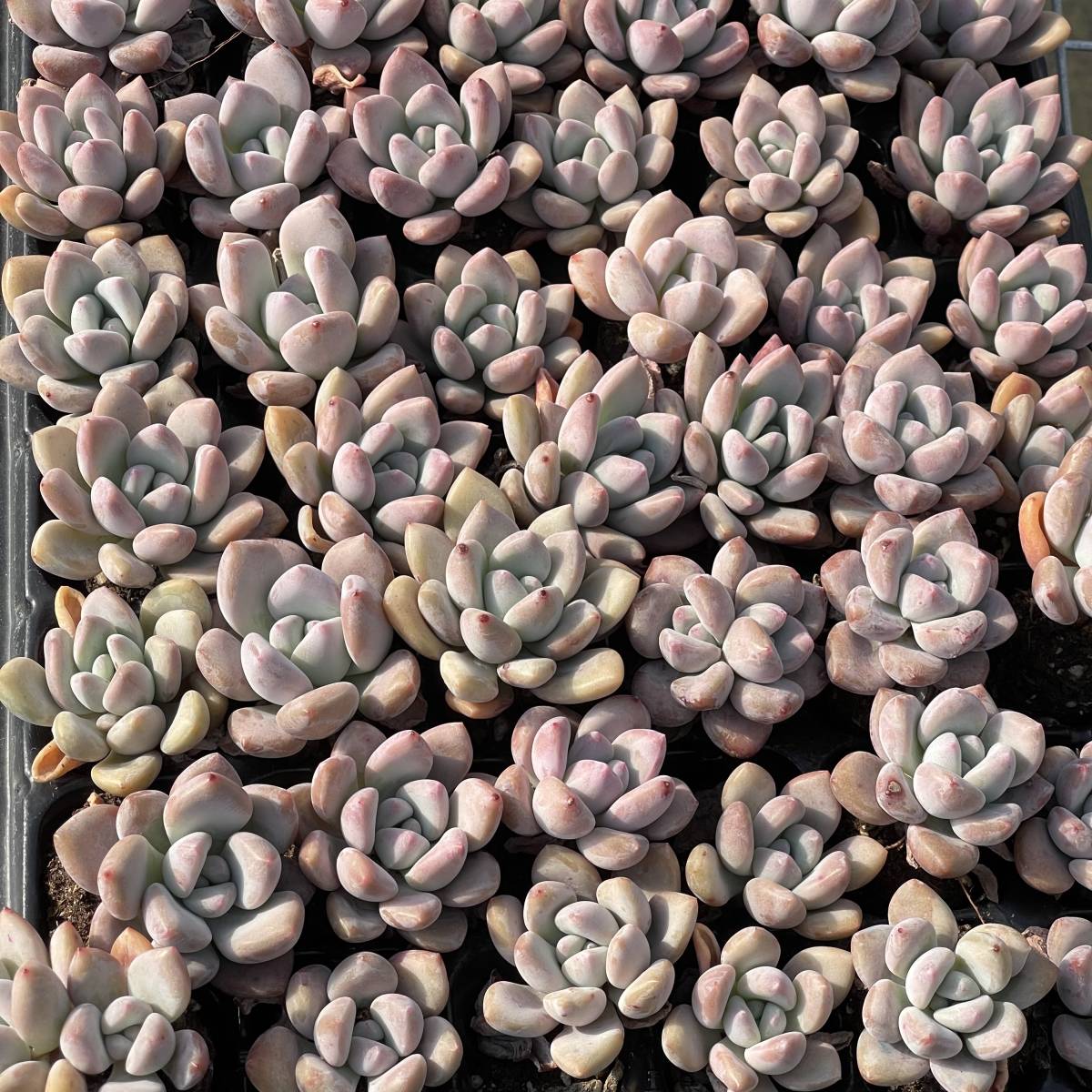 72株 K24-2 多肉植物 エケベリア桃の卵 超美苗 サボテン 観葉植物 花 園芸　レア種 土と根付きで_画像5