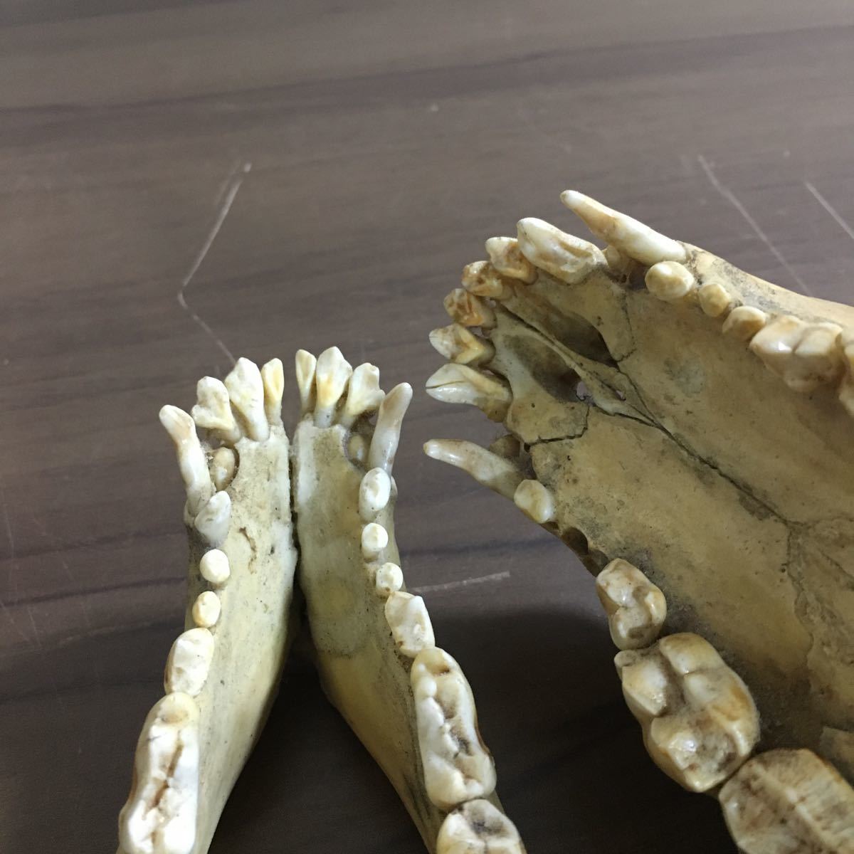 頭蓋骨 月の輪熊 熊 哺乳類 アンティーク コレクション 自然 動物 頭骨 標本 骨 スカル オブジェ 骨格標本 髑髏 置物 重量約275g 12 ア 216_画像9