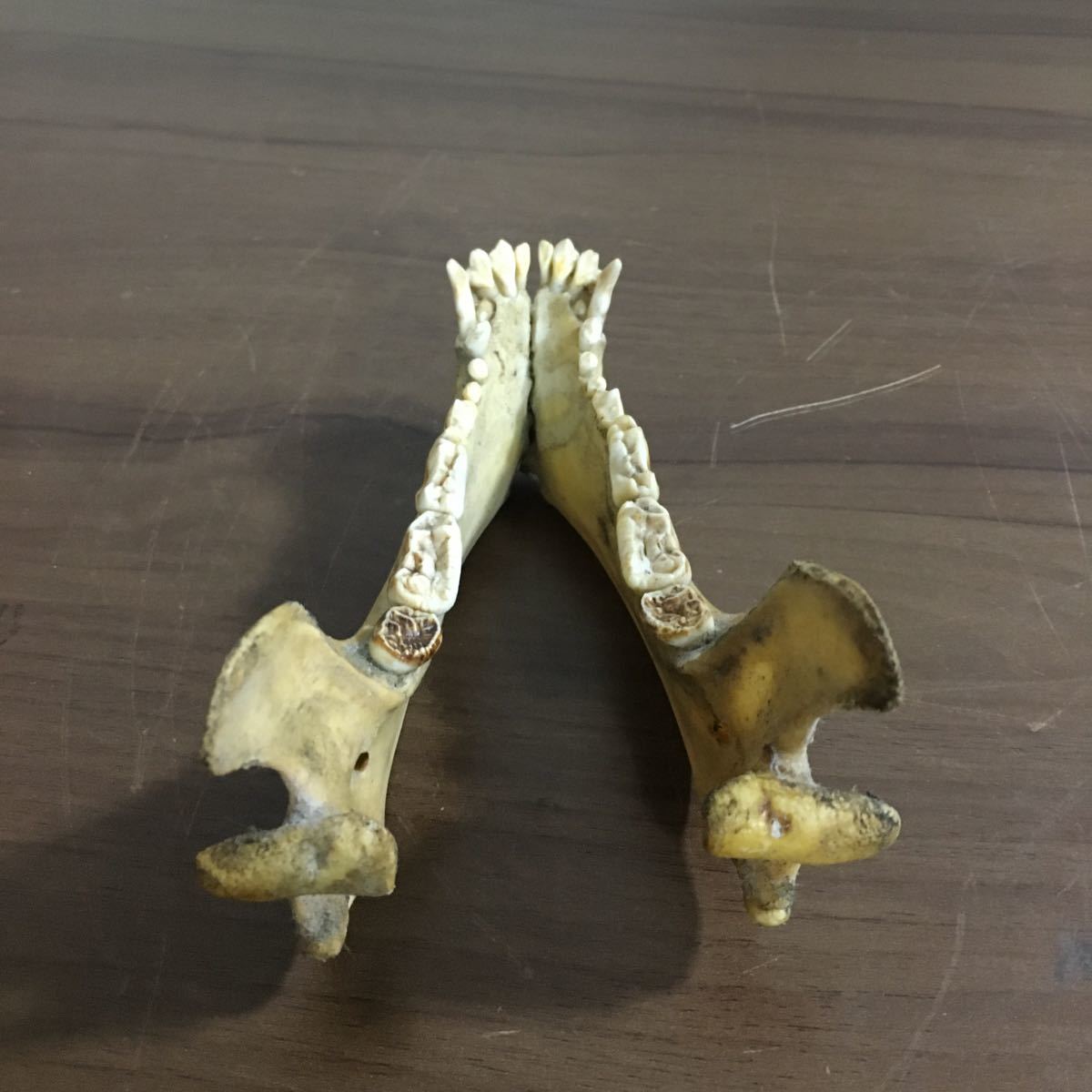 頭蓋骨 月の輪熊 熊 哺乳類 アンティーク コレクション 自然 動物 頭骨 標本 骨 スカル オブジェ 骨格標本 髑髏 置物 重量約275g 12 ア 216_画像8