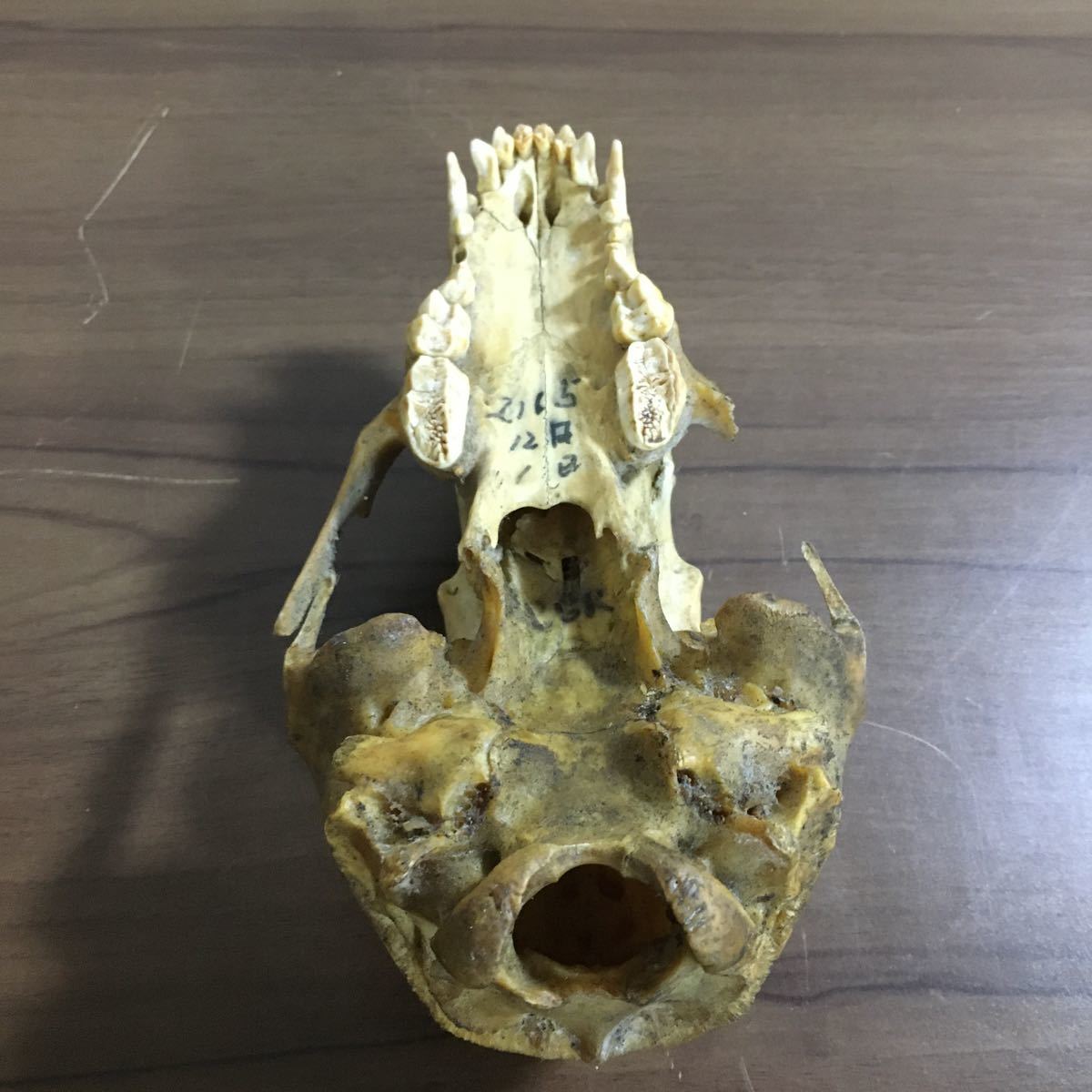頭蓋骨 月の輪熊 熊 哺乳類 アンティーク コレクション 自然 動物 頭骨 標本 骨 スカル オブジェ 骨格標本 髑髏 置物 重量約275g 12 ア 216_画像6