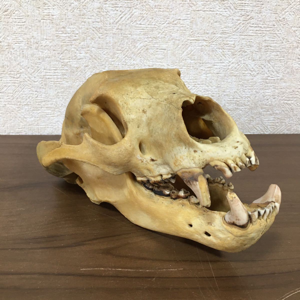 頭蓋骨 ツキノワグマ 熊 哺乳類 アンティーク コレクション 自然 動物 頭骨 標本 骨 スカル 骨格標本 髑髏 置物 重量約731g 12 ア 233_画像1