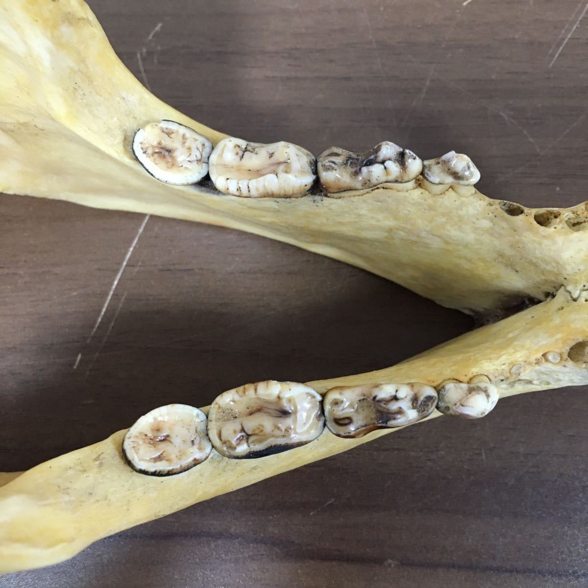 頭蓋骨 ツキノワグマ 熊 哺乳類 アンティーク コレクション 自然 動物 頭骨 標本 骨 スカル 骨格標本 髑髏 置物 重量約731g 12 ア 233_画像7