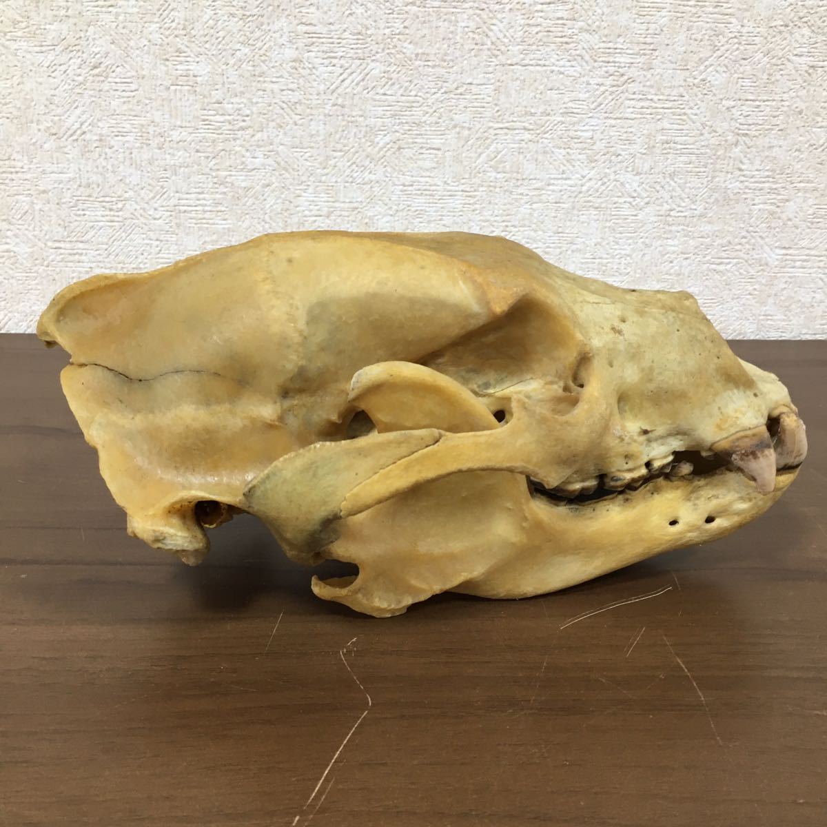 頭蓋骨 ツキノワグマ 熊 哺乳類 アンティーク コレクション 自然 動物 頭骨 標本 骨 スカル 骨格標本 髑髏 置物 重量約731g 12 ア 233_画像5