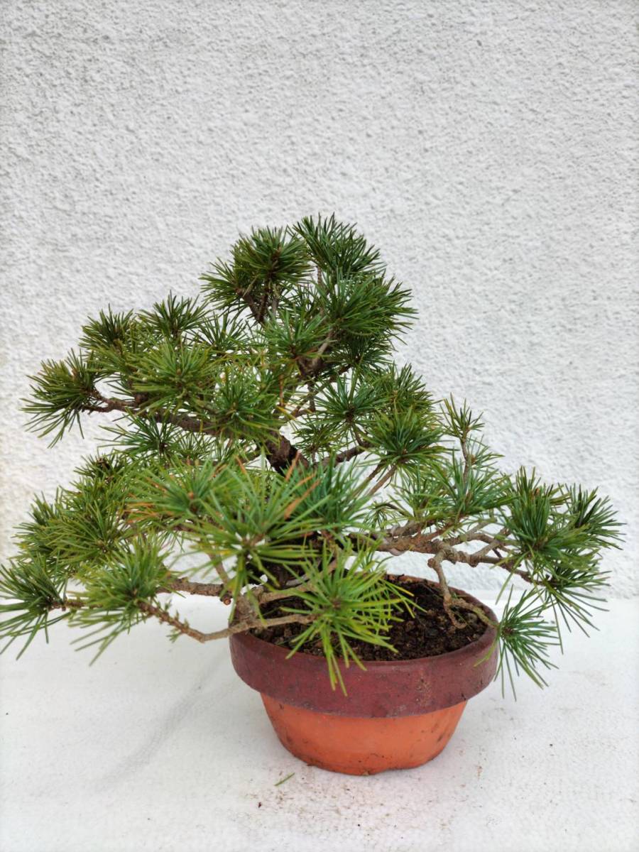  Shikoku . leaf pine ( red stone * stone .) shohin bonsai bonsai 