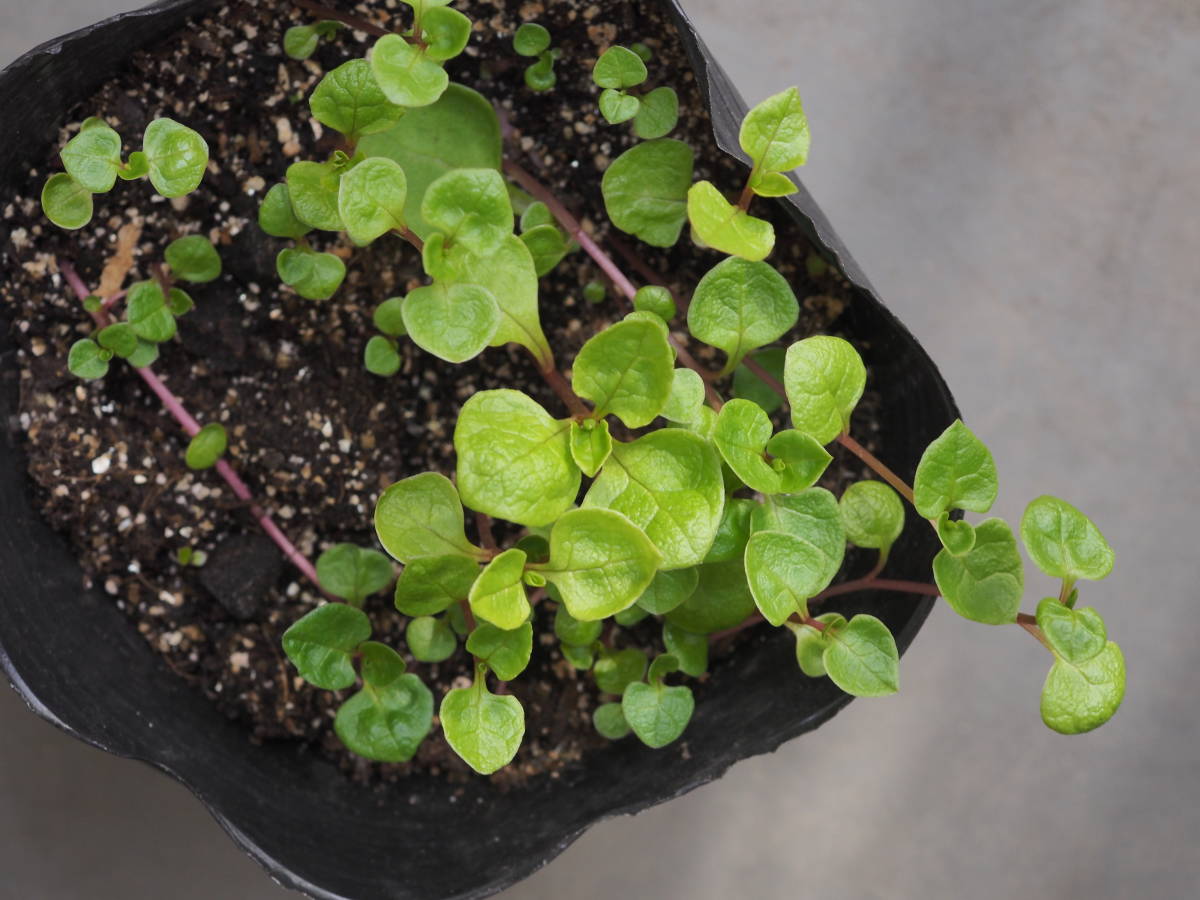 大鉢 Ullucus tuberosus ssp. aborigineus 苗　[ウルコ, 塊茎，根菜，原種球根，有用植物，薬草 _画像5