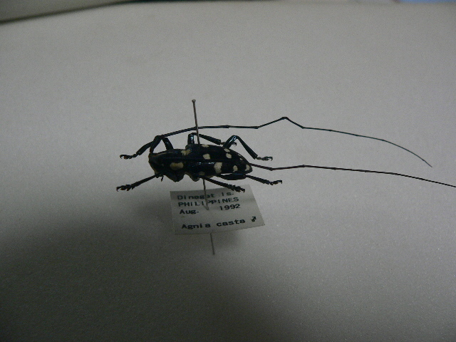 D29 Agnia casta カミキリムシ フィリピン Dinagat島産 標本 昆虫 甲虫_画像2