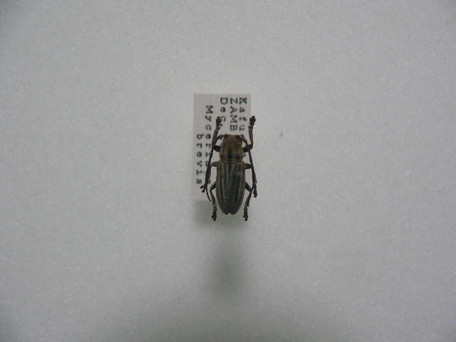 D30 Mycerinus brevis カミキリムシ アフリカ Zambia産 標本 昆虫 甲虫の画像1