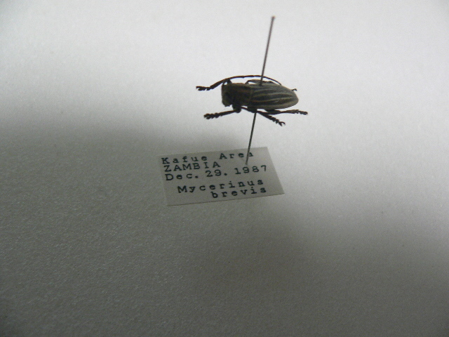D30 Mycerinus brevis カミキリムシ アフリカ Zambia産 標本 昆虫 甲虫の画像2