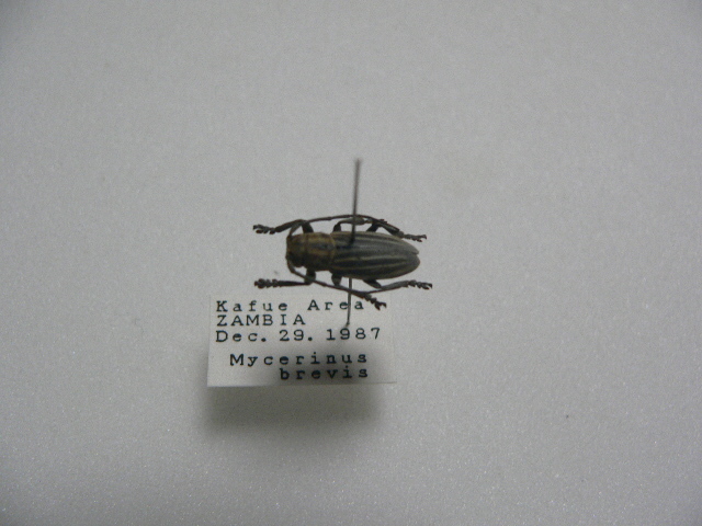 D30 Mycerinus brevis カミキリムシ アフリカ Zambia産 標本 昆虫 甲虫の画像3