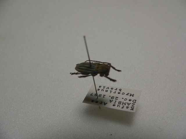 D30 Mycerinus brevis カミキリムシ アフリカ Zambia産 標本 昆虫 甲虫の画像4