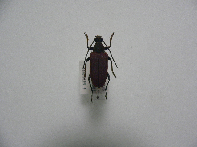 D32 オオハナカミキリ 奈良県産 標本 昆虫 甲虫 カミキリムシ_画像1