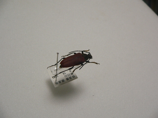 D32 オオハナカミキリ 奈良県産 標本 昆虫 甲虫 カミキリムシ_画像3