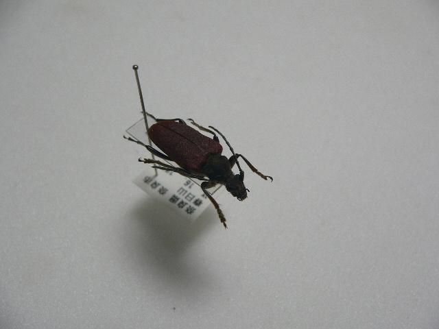 D32 オオハナカミキリ 奈良県産 標本 昆虫 甲虫 カミキリムシ_画像4