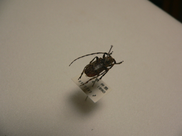 D33b オキナワゴマフカミキリ 石垣島産 標本 昆虫 甲虫 カミキリムシ_画像3