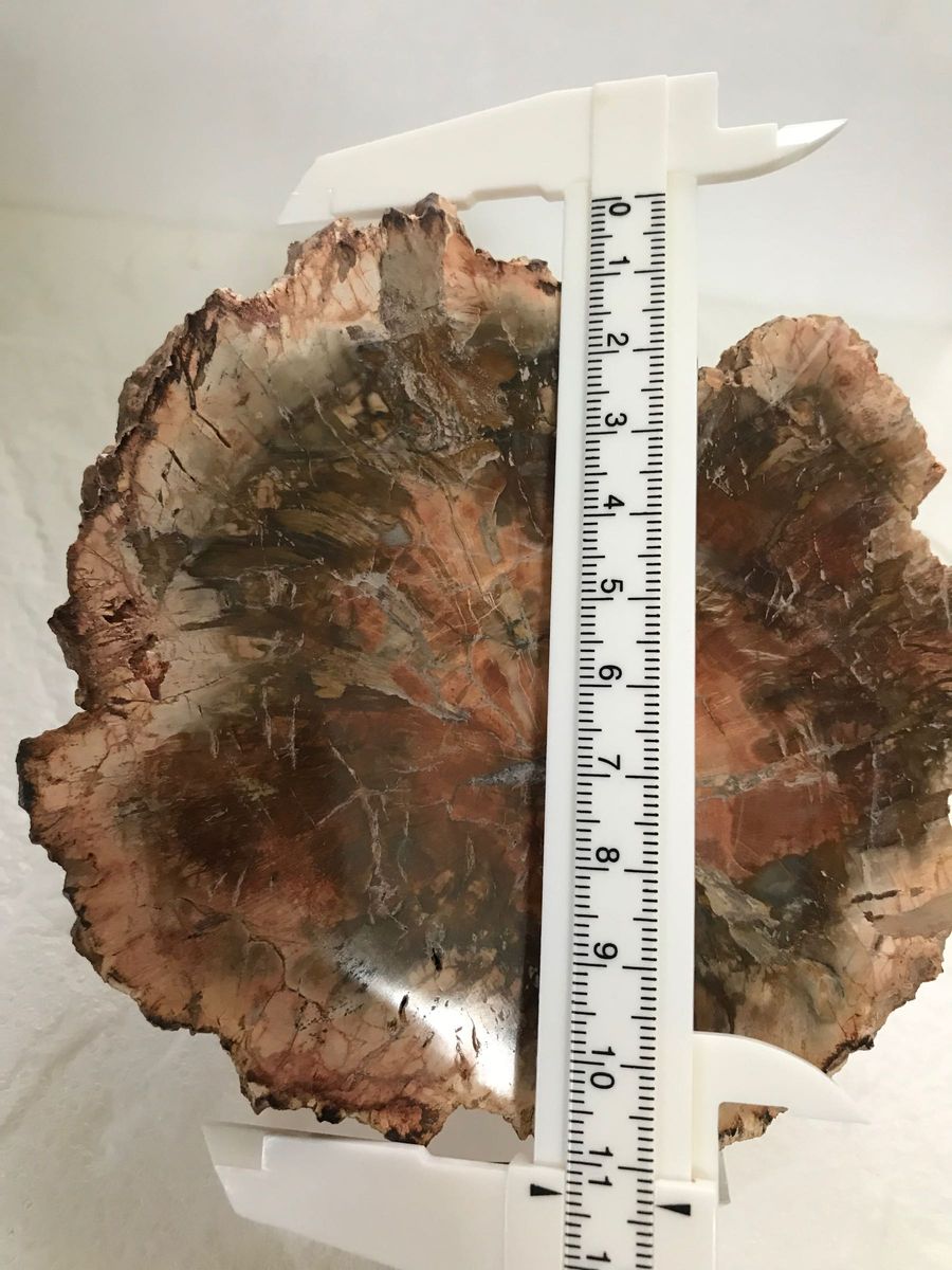 珪化木　木の化石　ペトリファイウッド　インテリアに