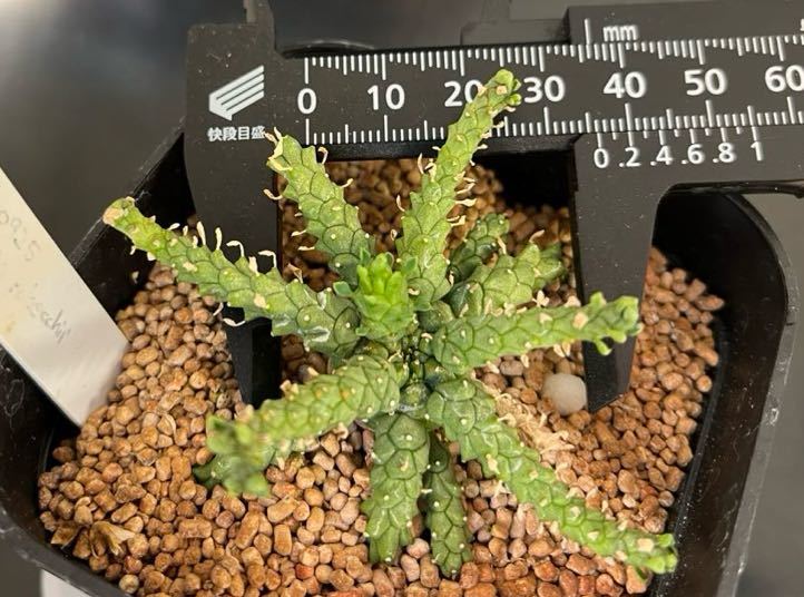 ユーフォルビア ゴルゴニス 実生苗 Euphorbia gorgonis 多肉植物 _画像4