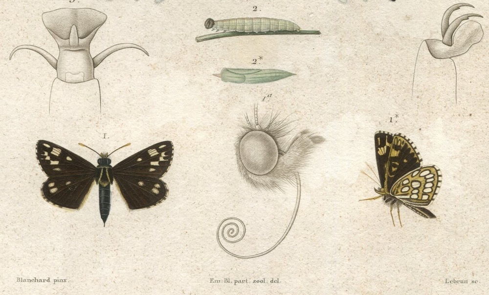 1836年 Cuvier 動物界 昆虫類 Pl.144 セセリチョウ科 チョウセンキボシセセリ ツバメガ科 ニシキオオツバメガ ヤガ科など3種 博物画_画像3