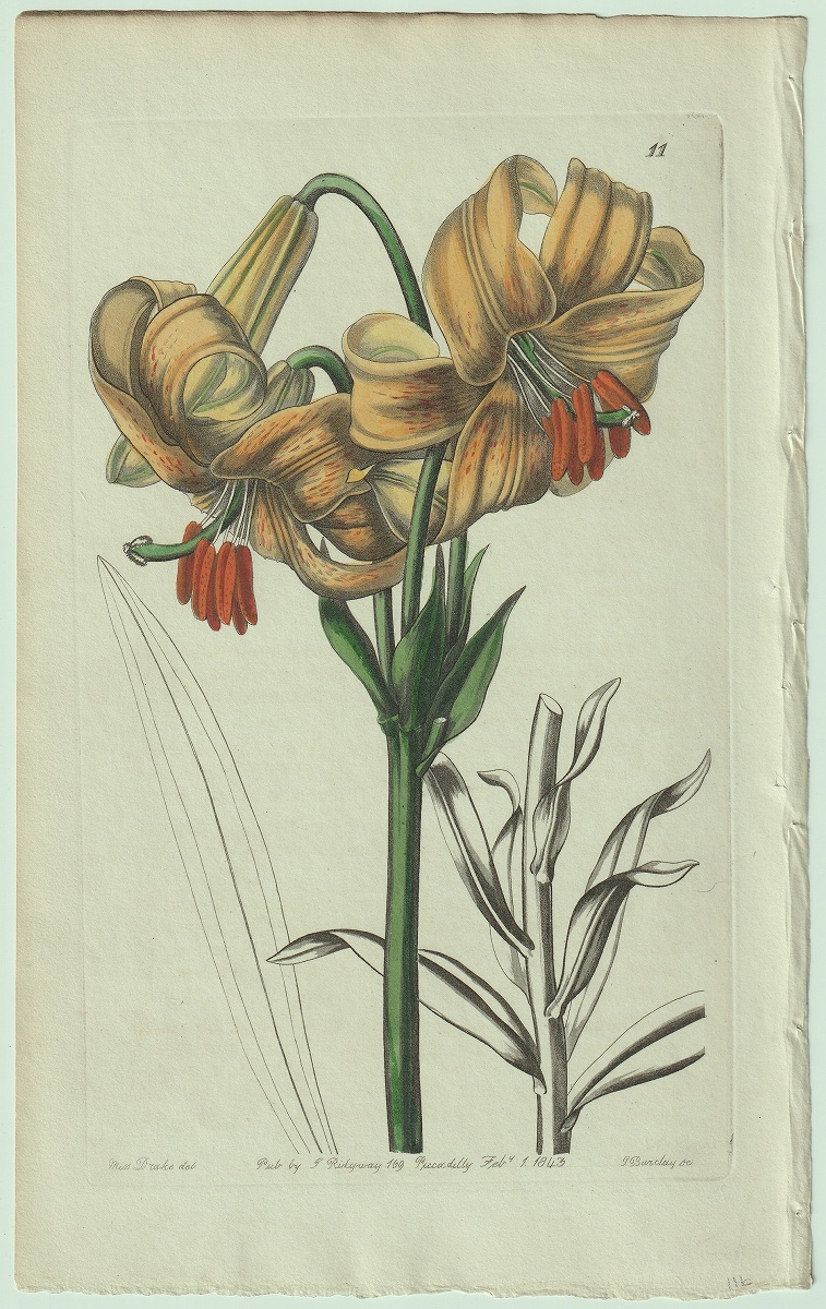 1843年 手彩色 銅版画 Edwards's Botanical Register No.11 ユリ科 ユリ属 スカシユリ Lilium testaceum