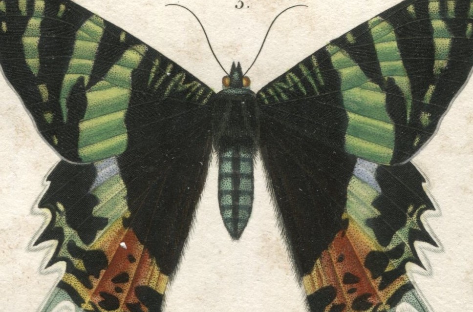 1836年 Cuvier 動物界 昆虫類 Pl.144 セセリチョウ科 チョウセンキボシセセリ ツバメガ科 ニシキオオツバメガ ヤガ科など3種 博物画_画像4