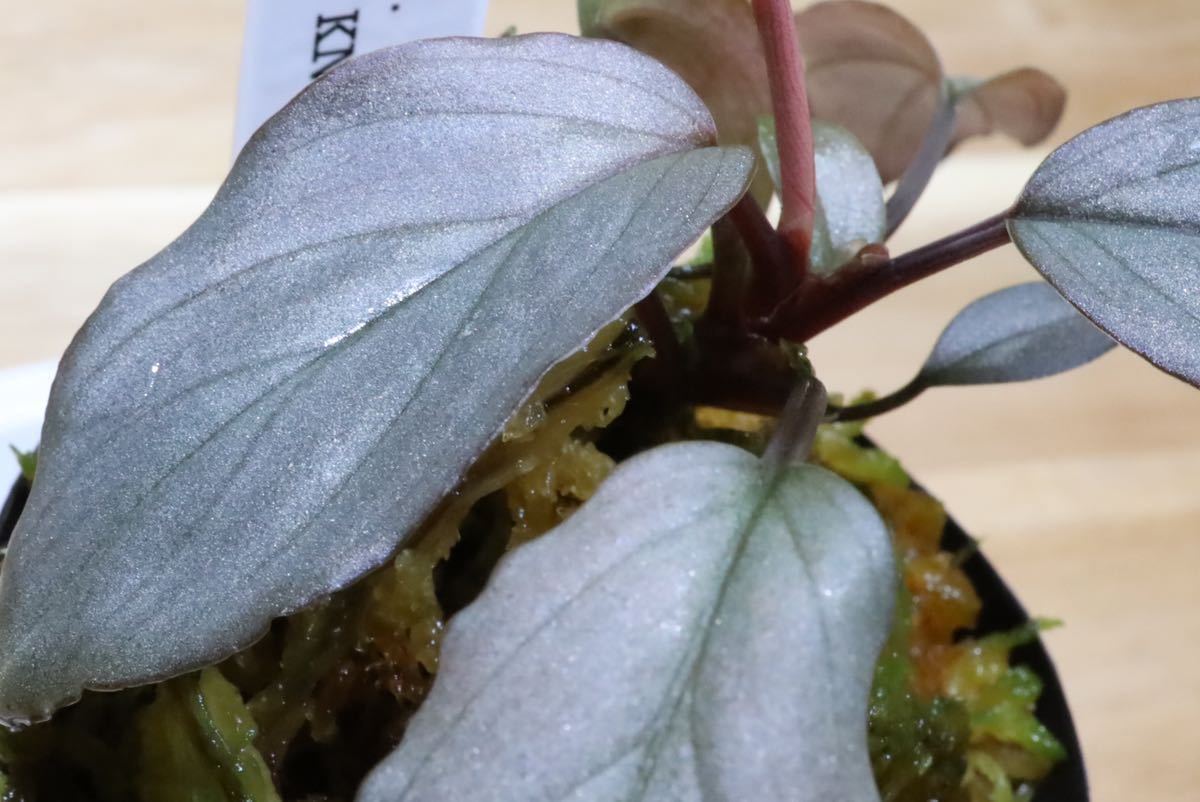 【ヒサイチplants】1.Homalomena sp. sapphire velvet KN便　ホマロメナsp. サファイアベルベット　発送12/24限定_画像6