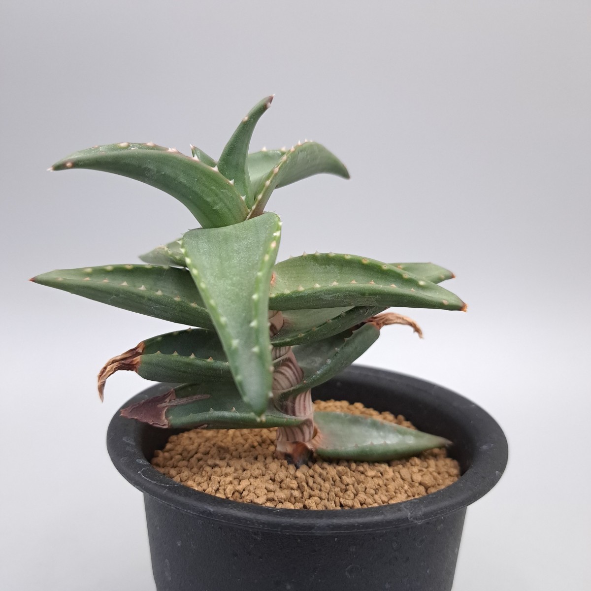 Yahoo!オークション - アロエ ペアルソニー(Aloe pearsonii) Yahoo!オークション - アロエ ペアルソニー(Aloe pearsonii)