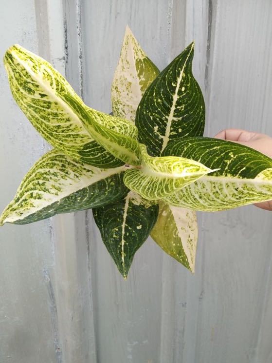 64 アグラオネマ コーチン Aglaonema Sp Legacy Two Tone_画像2