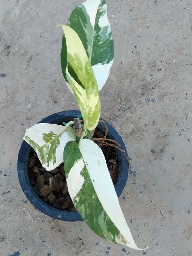 51 Epipremnum pinnatum Super white variegata エピプレナム　ピナツム 白斑　斑入り_画像1