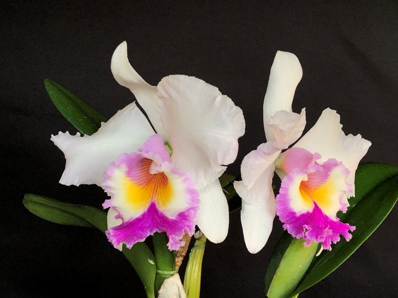 Rlc. Warm Color　' Big Foot '　SM / JOGA　MC　100株限定品　洋蘭　カトレア_画像1