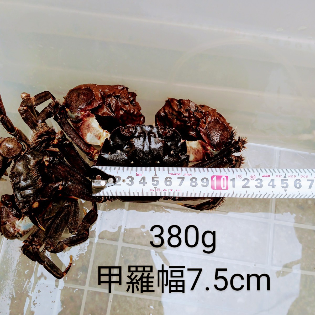 福岡県産　活モクズガニ　オスメス混合　1.2kg 約10匹_画像8