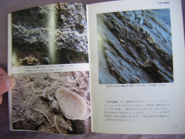 昭和48年初版　カラー自然ガイド　『失われた生物』　小島郁生著　保育者_画像7